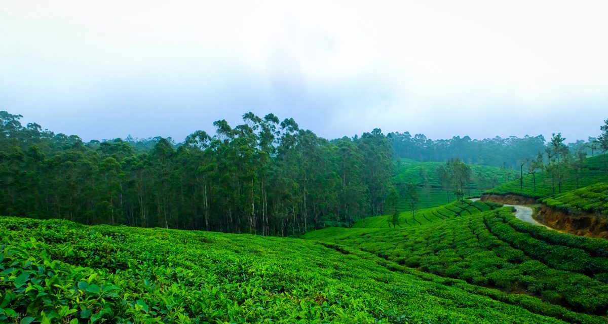 fog nature forest woods india fog nature forest woods india
