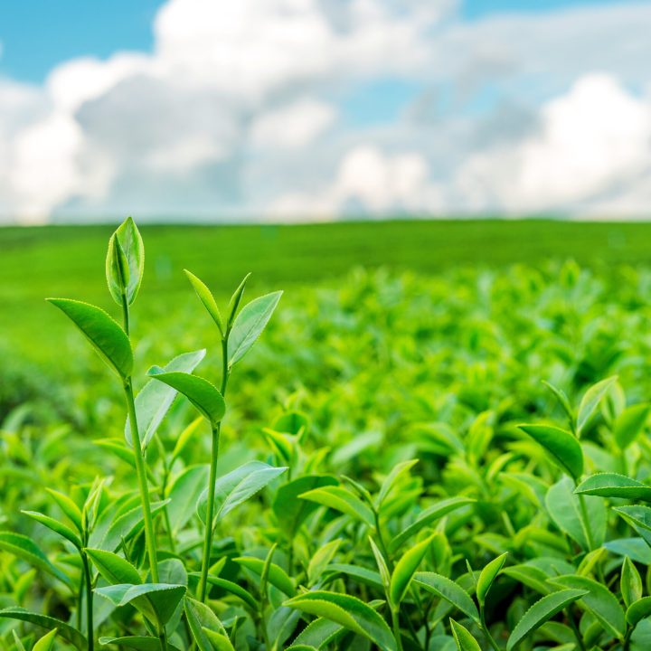 green tea bud and leaves. green tea plantations in morning. green tea bud and leaves. green tea plantations in morning.